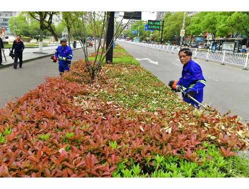 南汇绿化草皮基地